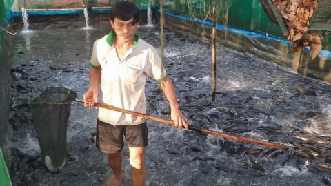 Nuôi loại cá thịt chắc nịch, giàu DHA, một nông dân Bình Định vợt bán cả tấn, giá 55.000-60.000 đồng/kg