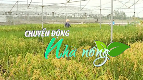Chuyển động Nhà nông 15/2: Xuất khẩu gạo đặc sản ST24, ST25 tăng 4 lần sau 3 năm