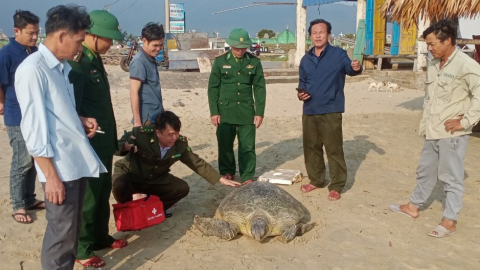 Ngư dân Thừa Thiên Huế bắt được cá thể vích 'khủng' 150kg 