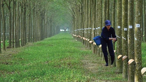 Lãnh đạo Cao su Phước Hòa (PHR) đặt mục tiêu lãi sau thuế năm 2023 giảm một nửa về 488 tỷ đồng