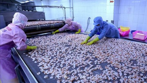Thủy sản Minh Phú (MPC) kỳ vọng lãi năm 2023 vượt 1.100 tỷ đồng