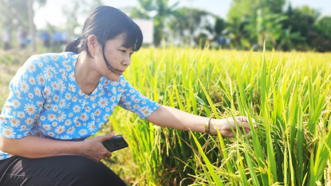 Việt Nam trồng lúa giảm phát thải CO2e đầu tiên trên thế giới: WB đồng hành với đề án 1 triệu ha lúa (Bài 4)