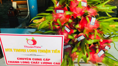 HTX Thuận Tiến ở Bình Thuận với hành trình bán trái thanh long GlobalGAP sang châu Âu, châu Úc