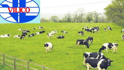 Vilico (VLC) huy động hơn 600 tỷ đồng cho Dự án thịt bò