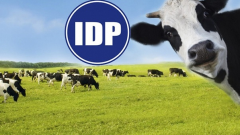 Sữa Quốc Tế (IDP) bất ngờ giải thể công ty con đã góp 99,98% vốn