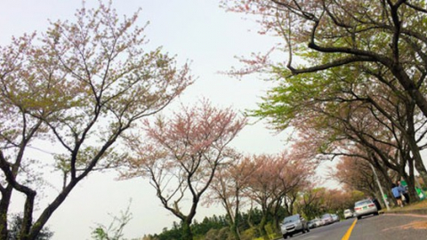 Hạ cánh nơi... Jeju