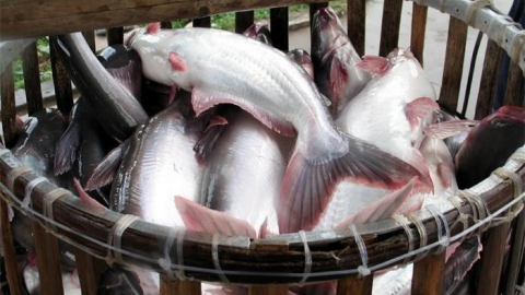 Con trai ông Lê Thanh Thuấn được bầu làm Phó Chủ tịch HĐQT IDI