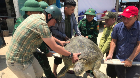 Thừa Thiên - Huế: Ngư dân bắt được cá thể vích khổng lồ, nặng tới hơn 100kg 