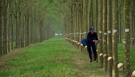 Cao su Tây Ninh (TRC) chưa có ý định thoái cổ phiếu quỹ, chốt chia cổ tức 2022 tỷ lệ 10%