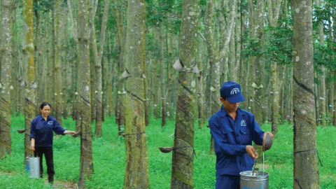 Mủ cao su mất giá, Cao su Tây Ninh (TRC) lên kế hoạch lợi nhuận giảm 10%