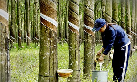 Cao su Phước Hòa (PHR) lãi đậm trong quý II/2023 nhờ thanh lý cây cao su