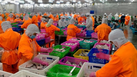 Vì đâu lợi nhuận Nam Việt (ANV) lỗ tới 51 tỷ đồng trong quý II/2023?