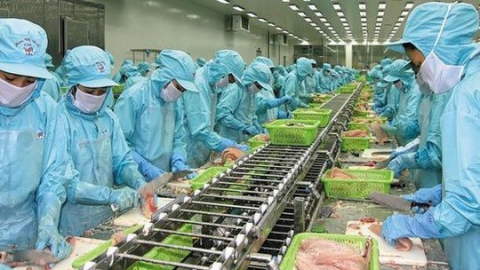 Doanh thu cá tra giảm mạnh, IDI báo lãi 6 tháng giảm 90% xuống 44,3 tỷ đồng