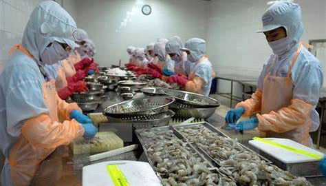 Ngược xu hướng lợi nhuận giảm, Thủy sản Thuận Phước (THP) báo lãi 6 tháng tăng 45% 
