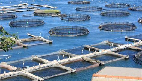 Seaprodex (SEA): Lãi quý II tăng 13% nhưng lợi nhuận 6 tháng vẫn đi lùi