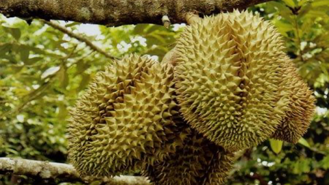 Giá sầu riêng ngày 24/9: Sầu Thái giá mua-bán bất ngờ lao dốc mạnh