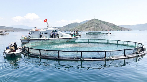 Thủy sản Mekong (AAM): Lợi nhuận năm 2023 'bốc hơi' 96%, vỏn vẹn hơn 700 triệu đồng