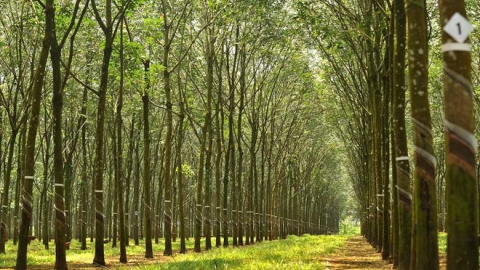 Cao su Tân Biên (RTB) báo lãi hơn 208 tỷ đồng, vượt kế hoạch 61% 