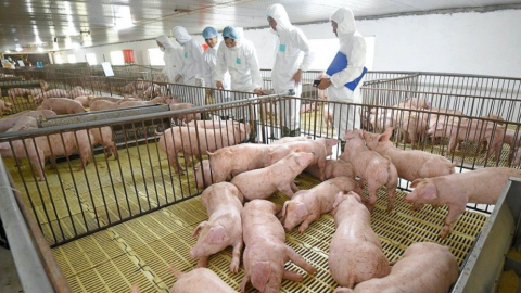 Dabaco báo lãi quý III cao nhất 5 quý nhờ giá lợn hơi tăng mạnh