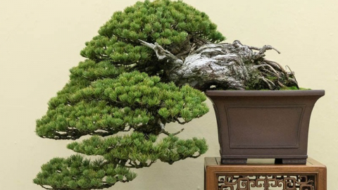 Cây cảnh bonsai đắt nhất thế giới, giá hàng triệu đô, sống nghìn năm, vật báu gia truyền chiêu may, rước lộc