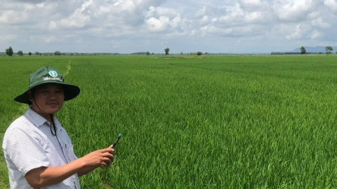 Giống lúa của Viện lúa ĐBSCL phát triển tốt ở huyện miền núi, được nông dân tỉnh Bình Thuận ủng hộ
