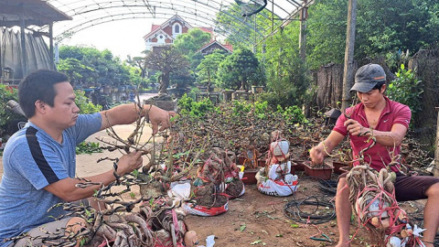 Cả làng ở Nam Định trồng cây cảnh đang hot, lên chậu bonsai mà giàu, có nhà cầm về hàng tỷ/năm