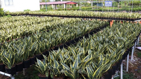 Các làng trồng kiểng cổ, cây bonsai ở Đồng Tháp cho thu nhập gấp 100 lần so với trồng lúa