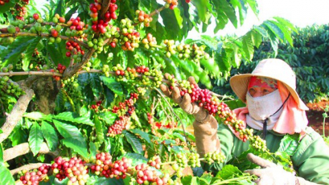 Giá cà phê tăng mạnh ngay đầu năm, nguồn cung Robusta xuống thấp kỷ lục