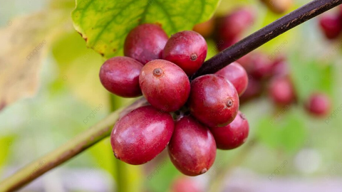 Giá cà phê hôm nay 7/2: Giá cà phê Robusta bất ngờ phục hồi, cà phê trong nước đi lên