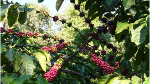 Giá cà phê hôm nay 8/2: Sàn quốc tế, cà phê Robusta tăng, trong nước gần chạm mốc 79.000 đồng/kg