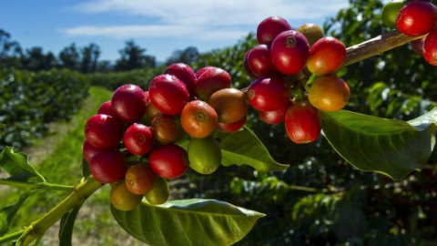 Giá cà phê ngày 2/3: Nguồn cung có dấu hiệu bị thắt chặt, cà phê Robusta tiếp tục leo đỉnh