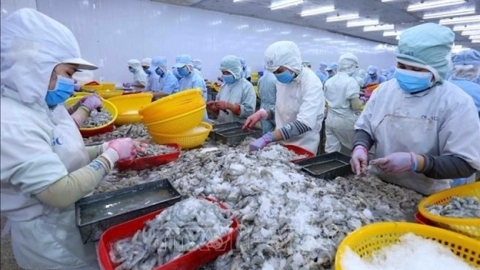 Sao Ta (FMC) thu 11,3 triệu USD trong tháng 2/2024