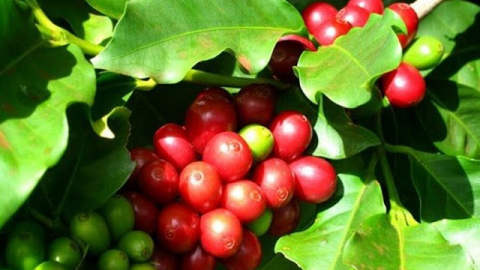 Giá cà phê ngày 7/3: Giá Robusta trở lại mức cao nhất 16 năm, cà phê trong nước cũng tăng vọt 