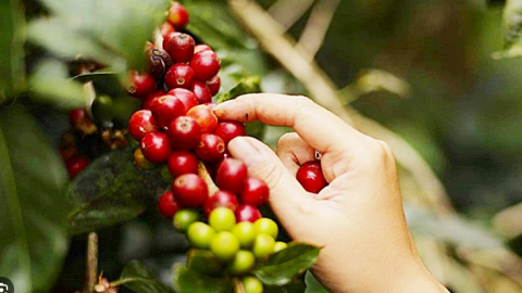 Giá cà phê ngày 14/4: Robusta leo lên mức cao kỷ lục mới