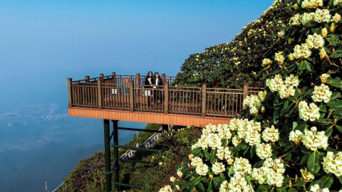 Đường hoa Đỗ quyên trên đỉnh Fansipan đẹp tựa chốn thiên đường, hút hàng nghìn lượt khách check in