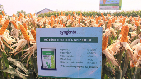 Syngenta ra mắt sản phẩm giống ngô giải quyết mối lo sâu đục thân, năng suất lên đến 9 tấn/ha