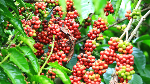 Giá cà phê ngày 5/4: Cà Robusta giảm sâu hơn 1% từ mức giá cao kỷ lục trước đó, vì sao vậy?