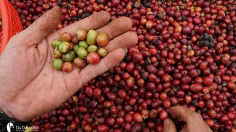 Giá cà phê ngày 17/5: Cà phê nội địa đồng loạt tăng, Robusta sàn thế giới cũng nhảy giá