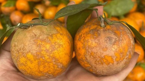 Loại quýt sim mã rám giá 40.000 đồng/kg bán tràn lan trên mạng thật sự có nguồn gốc từ Cao Bằng?