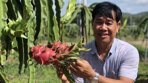 Trồng thanh long hướng theo tiêu chuẩn VietGAP, GlobalGAP, thay thế thanh long già cỗi ở Bình Thuận