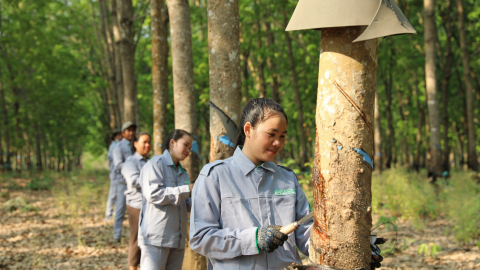 THACO AGRI hướng tới mô hình phát triển nông nghiệp bền vững 