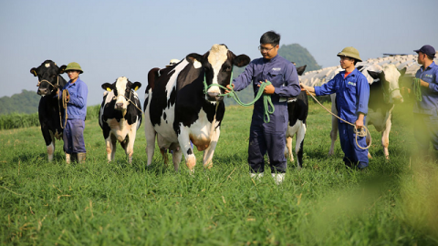 [Biz Insider] Cổ phiếu MCM lên sàn HoSE, Mộc Châu Milk có gì?