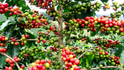 Giá cà phê ngày 6/6: Nguồn cung Robusta tại Việt Nam khan hiếm, giá cà phê vẫn đi lên mạnh