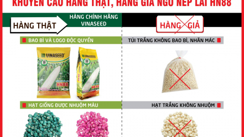 Cách phân biệt hàng thật – hàng giả giống ngô nếp lai HN88 của VINASEED
