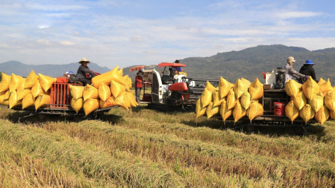 Chuyên gia IRRI: Việt Nam có khả năng giảm phát thải 8,3 tấn CO2 cho 1ha  lúa mỗi năm