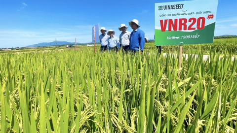 Bộ giống lúa của Vinaseed có đặc tính gì mà nông dân Quảng Nam trầm trồ khen ngợi?