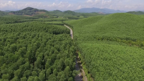 Lo ngại 'kho báu' CO2 ẩn sâu trong rừng để lâu sẽ mất giá, Bộ NNPTNT đề xuất thẩm quyền chuyển nhượng
