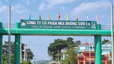 Vừa báo lãi khủng, Mía đường Sơn La (SLS) chốt ngày trả cổ tức tỷ lệ 200%