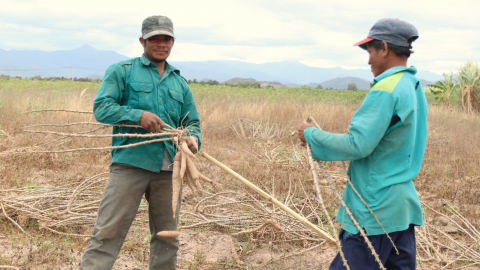 Vì sao nông dân vùng trồng mía, mì lớn nhất Ninh Thuận mong muốn vào hợp tác xã nông nghiệp?