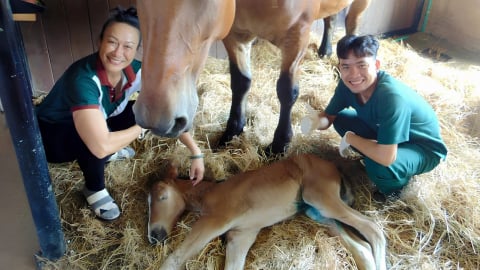 Loài ngựa cao nhất thế giới chào đời tại Vinpearl Horse Academy